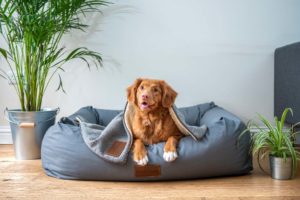 Read more about the article Ferienhaus auf Gäste mit Hund vorbereiten | So geht’s!